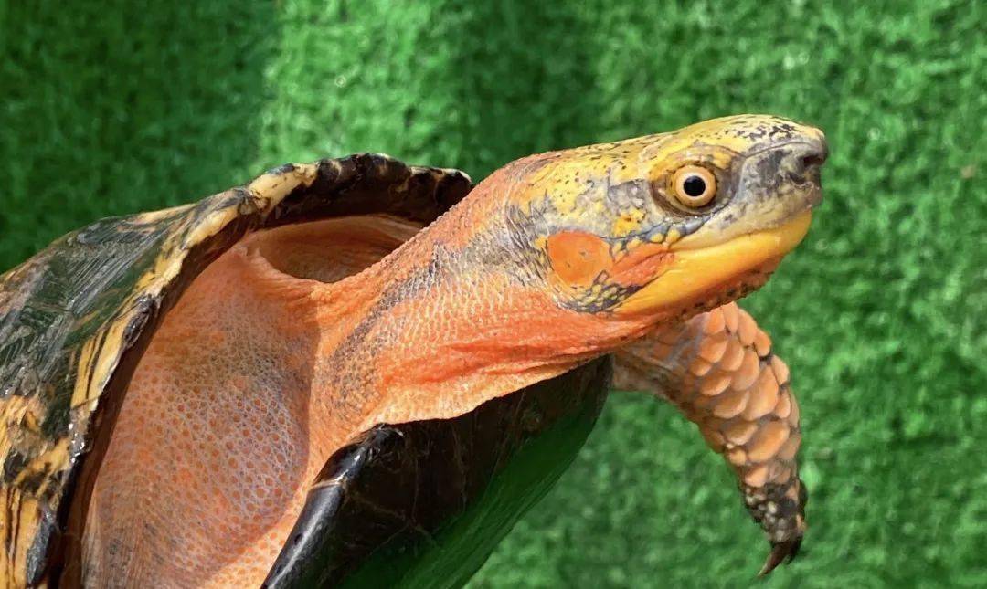 黄缘盒龟的人工饲养方法,黄额盒龟几级保护动物