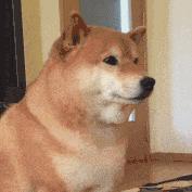 送你花花表情包可以随便发吗,送你花花表情包火影