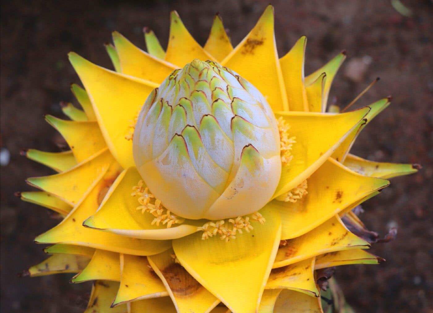 6种“霸王花”，开出来比脸盘大，许多人连见都没见过