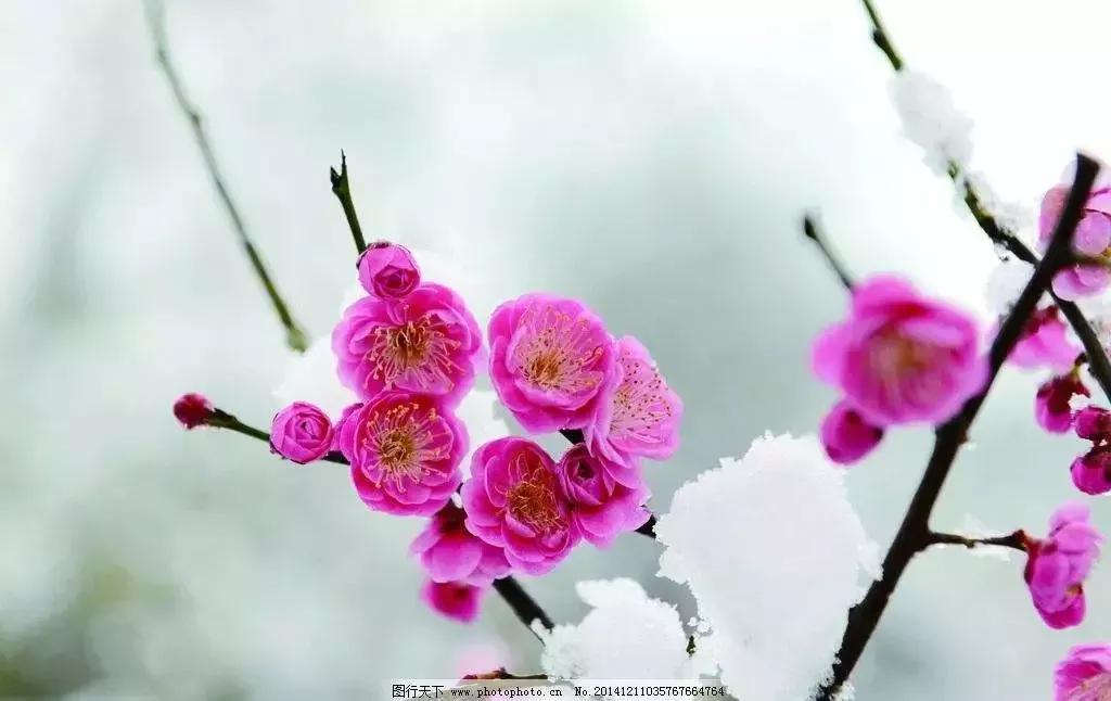 诗词丨心有花开，春景常在