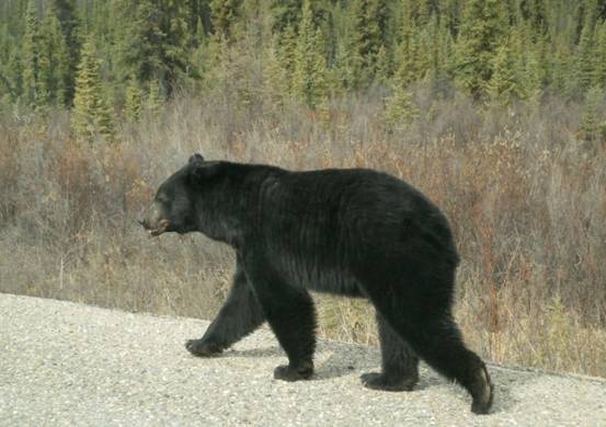 男子户外与黑熊靠吼声吓退黑熊,男子山下偶遇黑熊吓得躲起来
