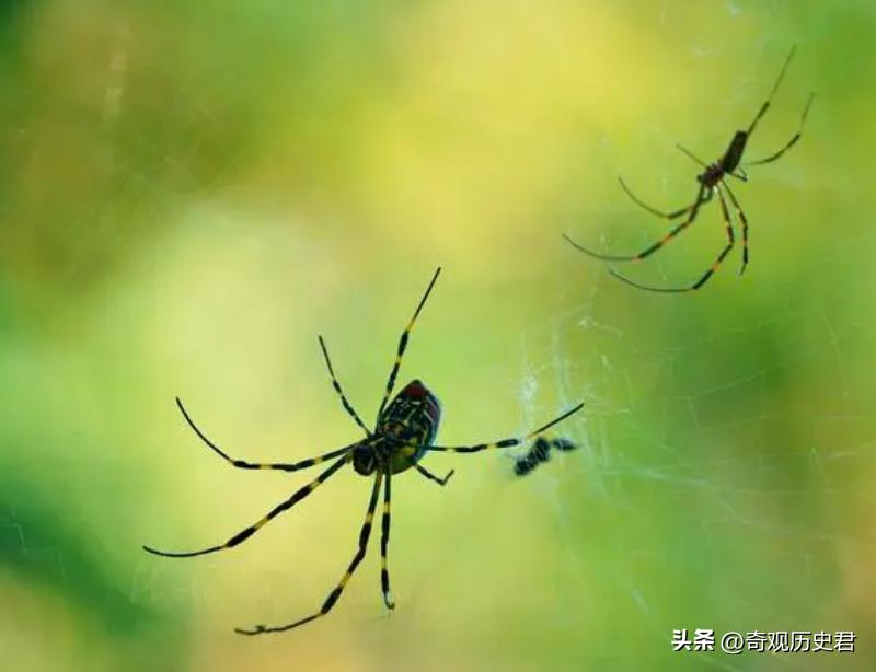 动物和人类行为的研究,有关动物行为的研究