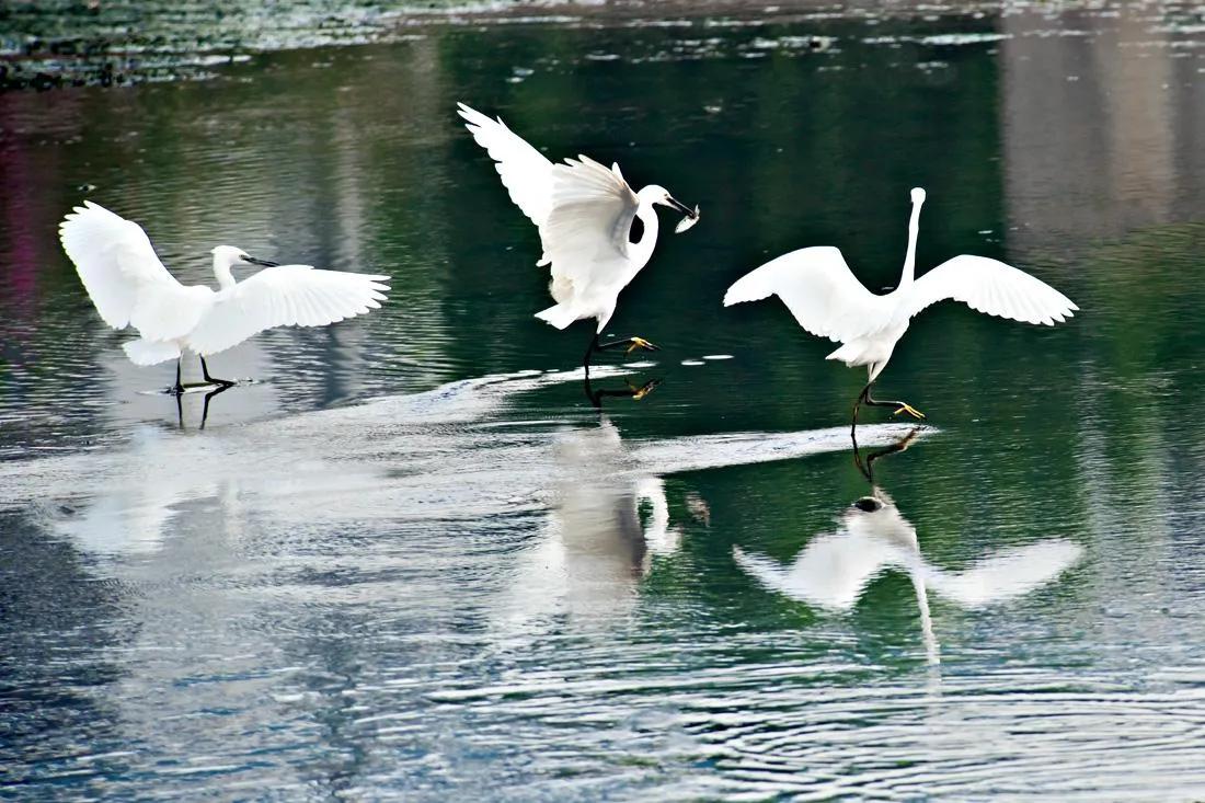 散文白鹭,描写孤独的白鹭诗句