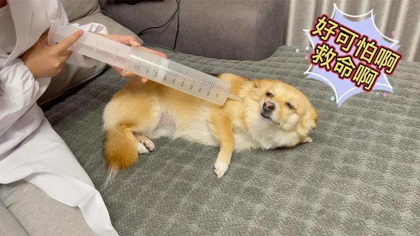 狗狗出现什么症状说明它快要走了,狗狗出现什么状况说明需要驱虫了