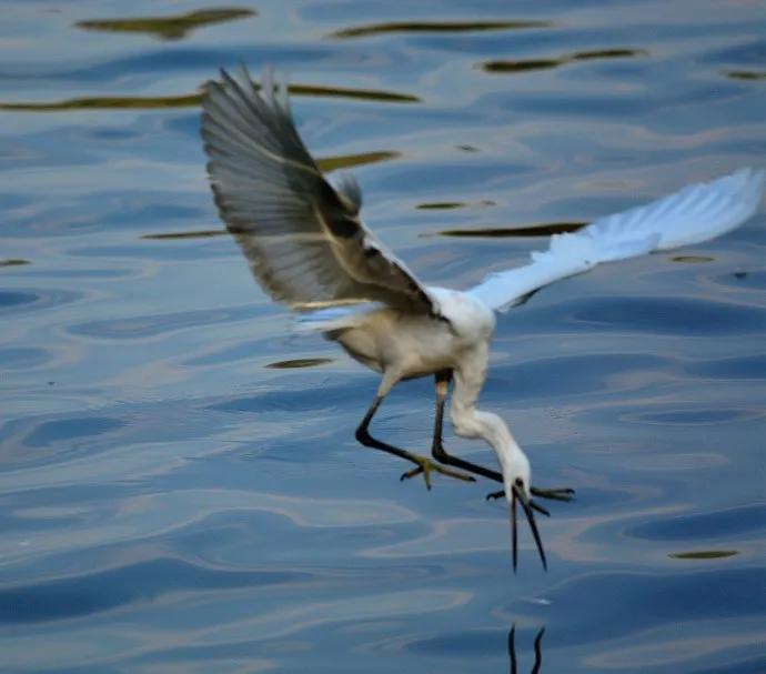 白鹭课文朗诵,白鹭洲