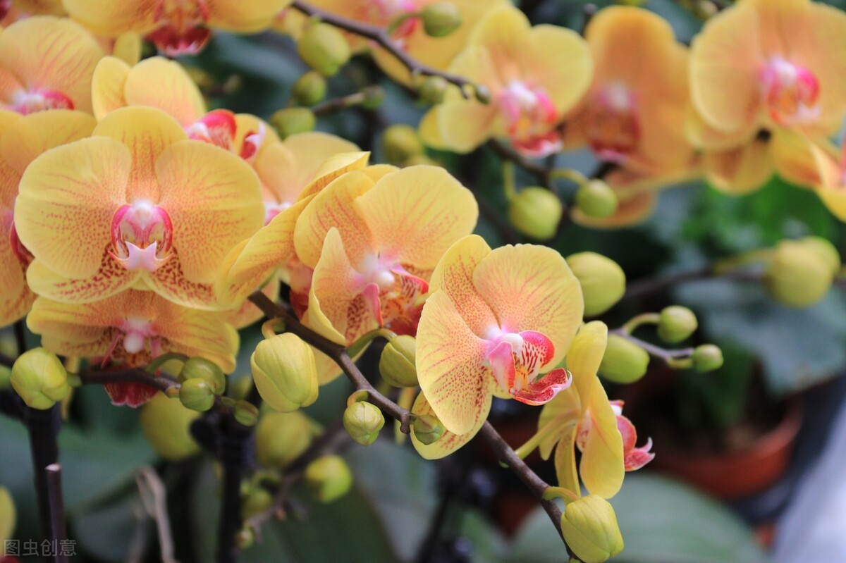 中国十大名兰哪种最好看又好养,名兰都是哪些品种