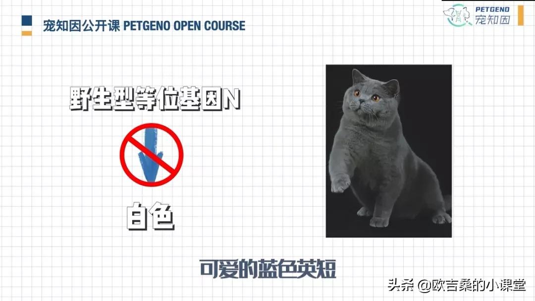 白斑变异基因,白斑基因和全白基因