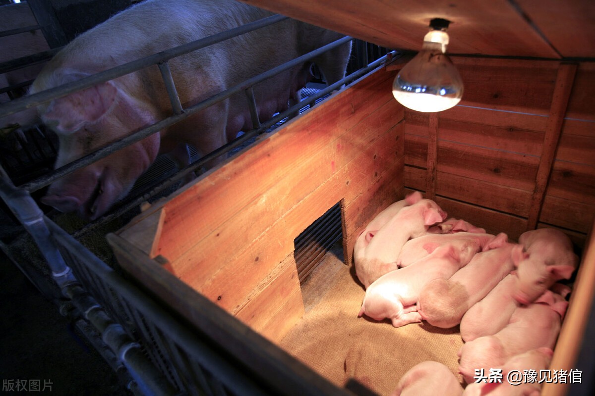 怎么进行母猪分娩舍的分批管理,养猪产房的操作流程