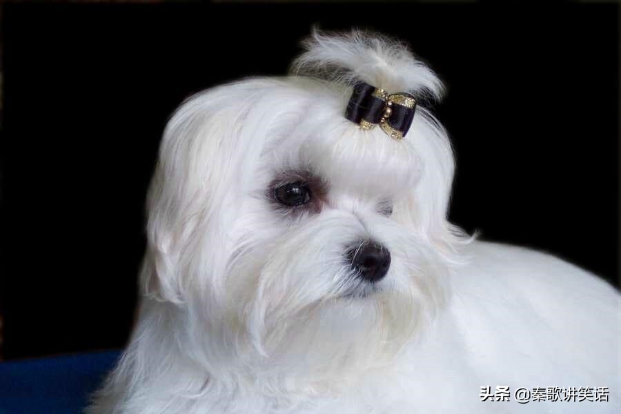 小型护卫犬什么犬种最好,小型犬种大耳朵图片