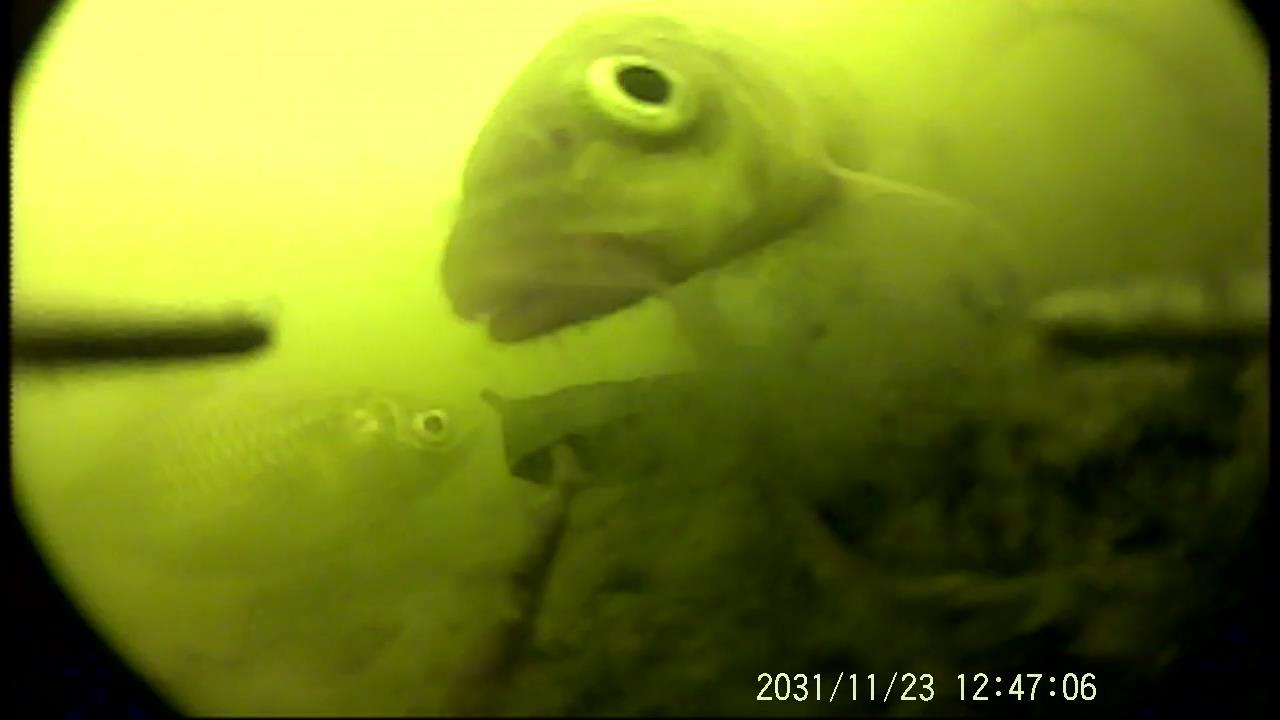 如何打隔夜窝钓鲫鱼,怎么打隔夜窝钓鲤鱼