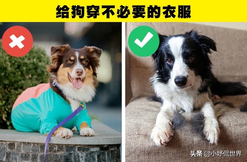 可能会对狗狗带来伤害的10种粗心大意的行为