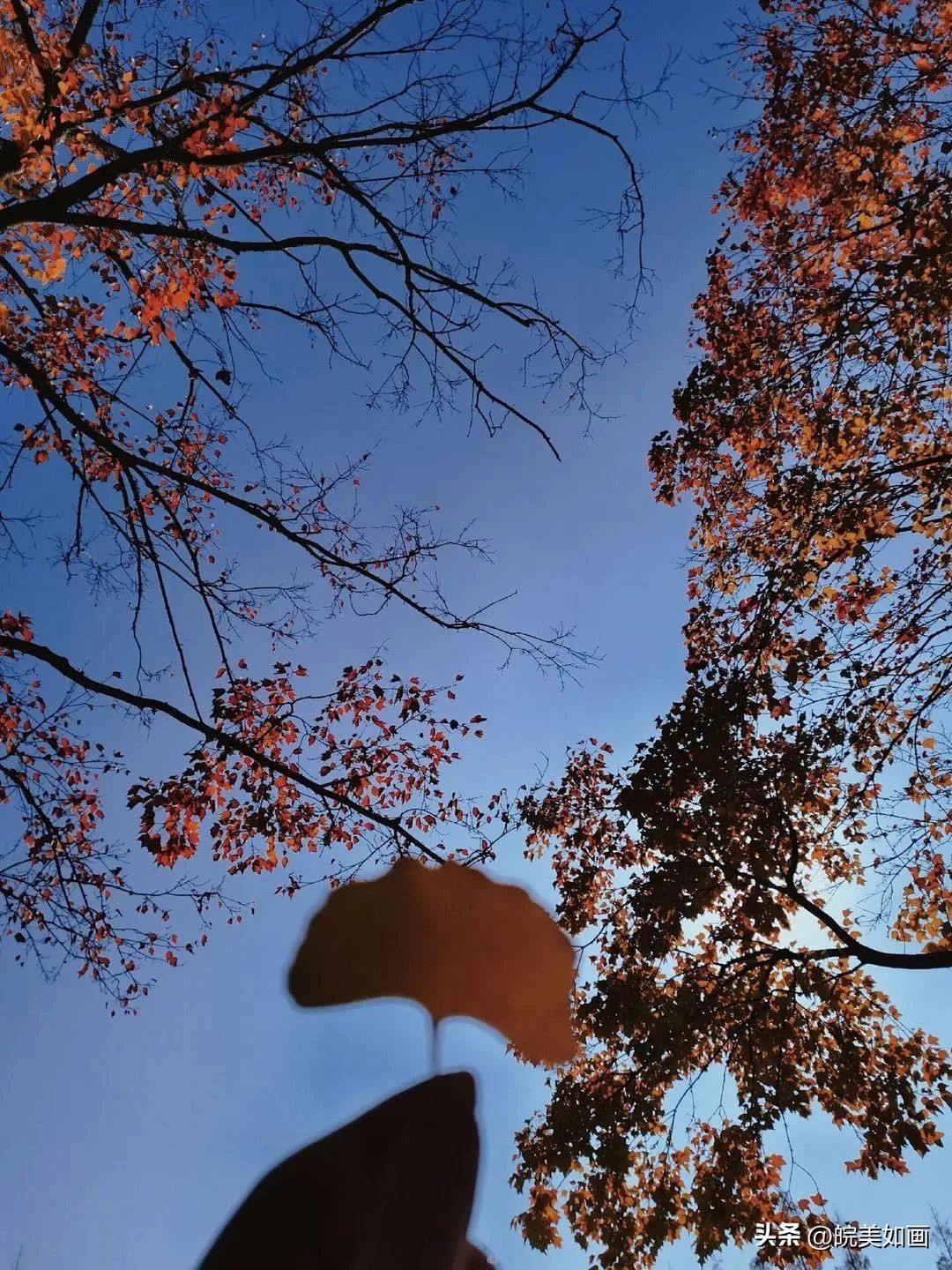 安徽大学好看的风景,高校最美秋景