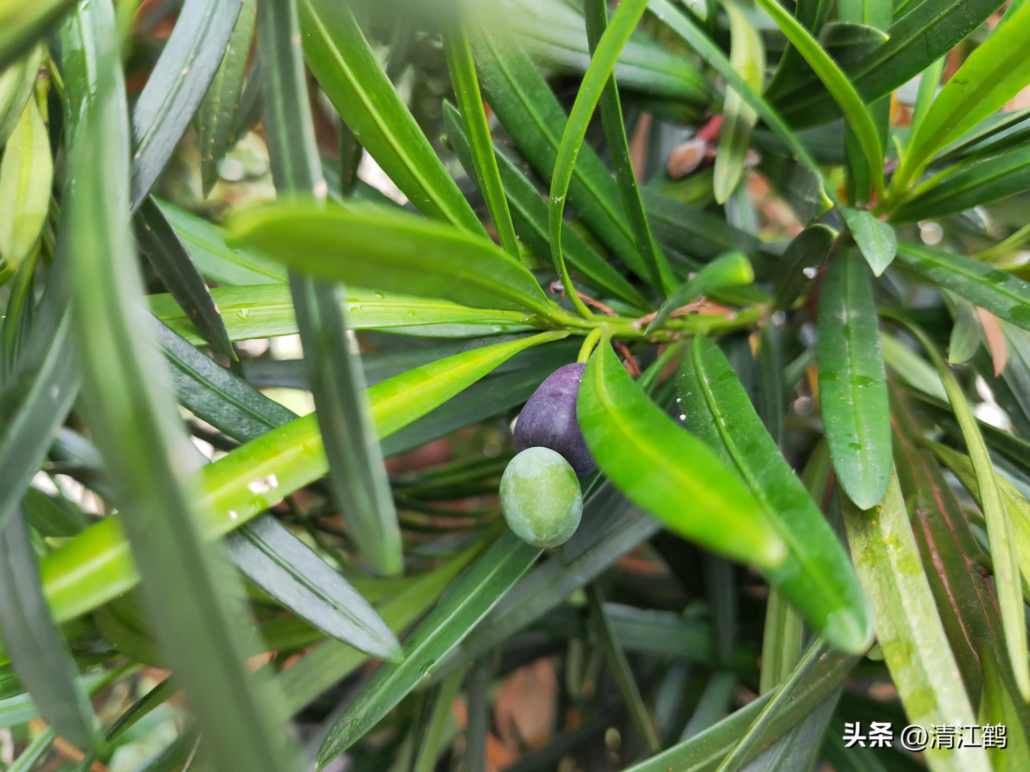 叶面肥增产技巧,叶面喷施肥助生长的配方