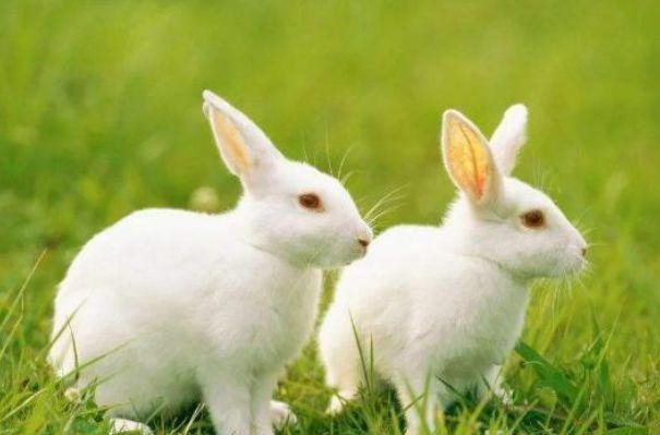 生肖兔2023年下半年运势深度解析,63年生肖兔2023年本命年运势