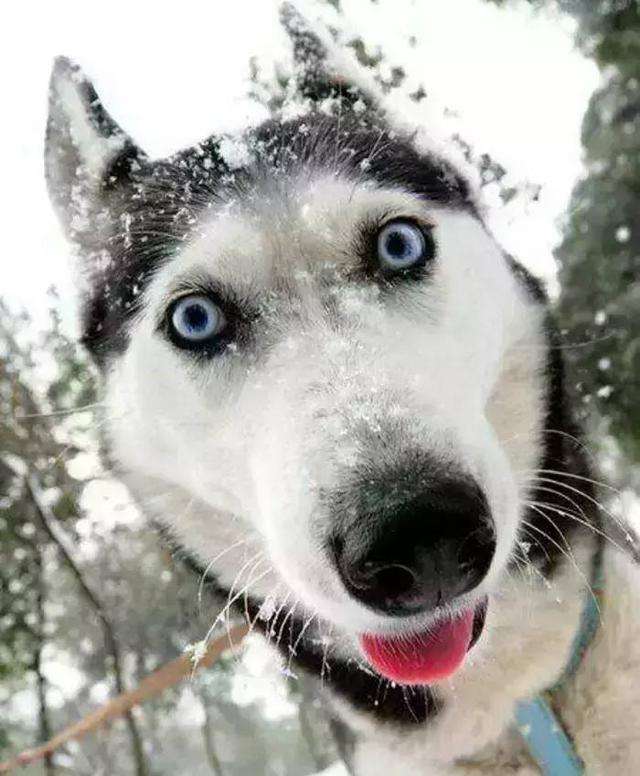土狗和哈士奇哪个聪明,哈士奇泥石流里打滚