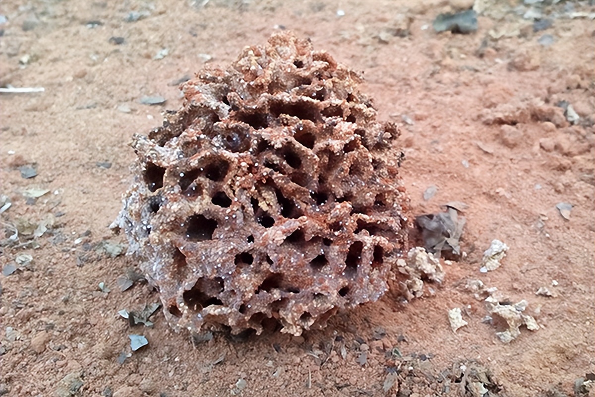 闽侯白蚁防治中心怎么治理白蚁,福清白蚁防治中心怎么治理白蚁