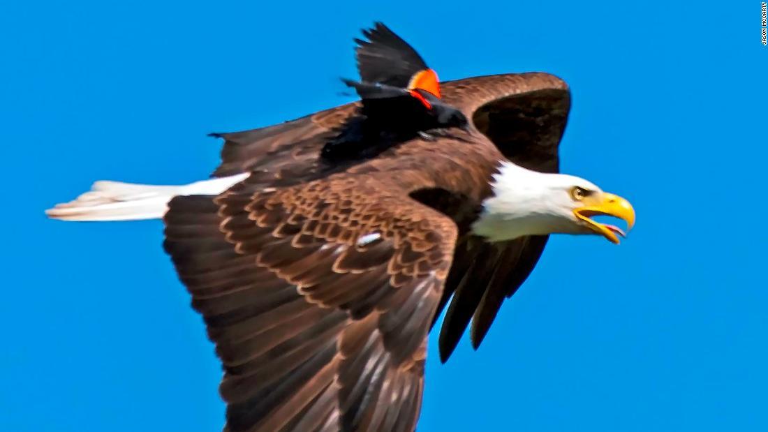 羽量级vs嘴炮,羽量级最强抗击打