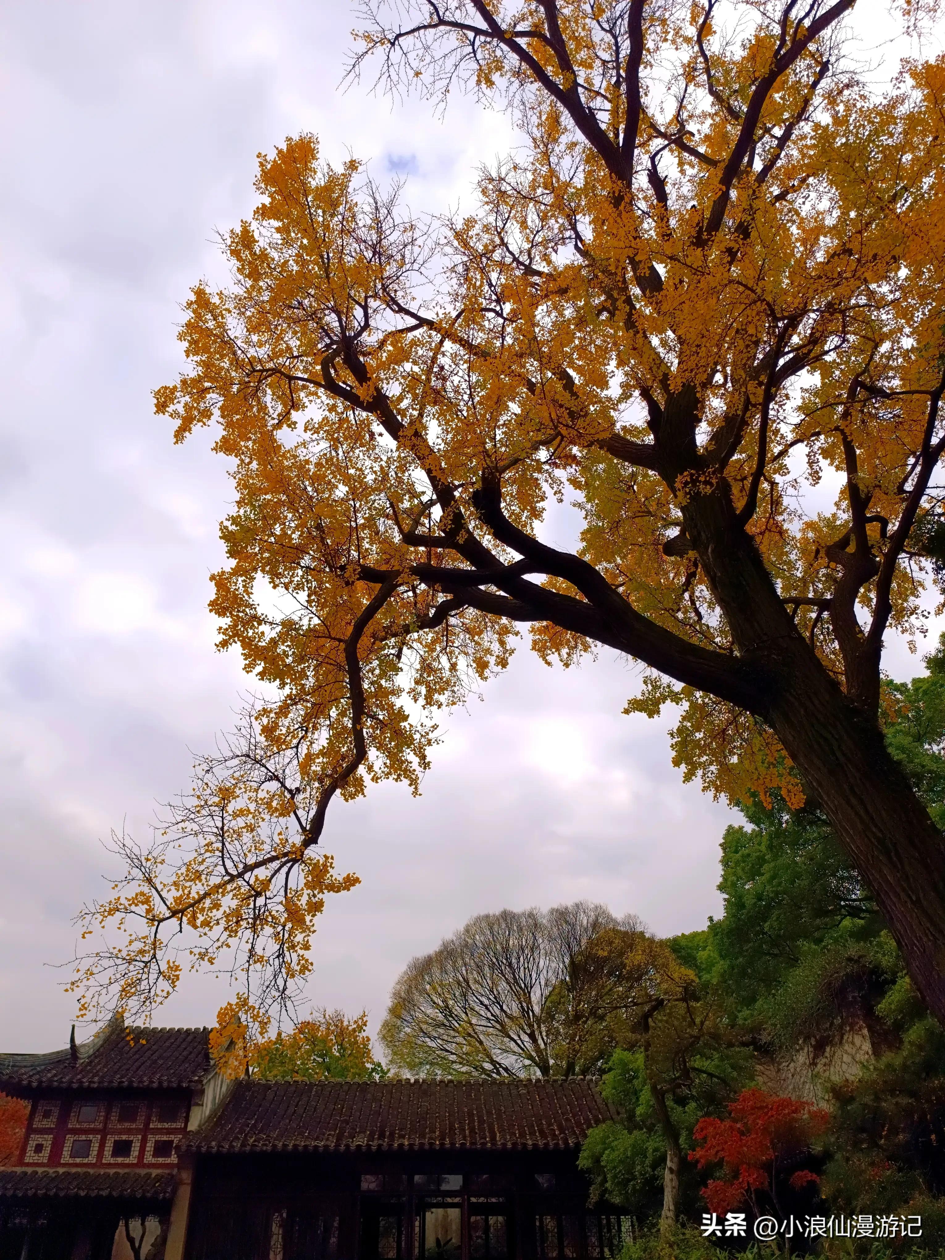 苏州园林拙政园银杏,苏州千年银杏和百年银杏
