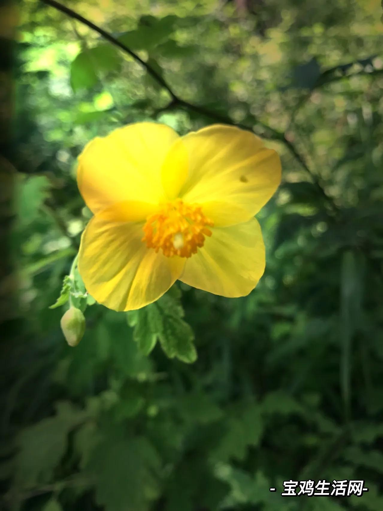 用宝鸡山水为《牧羊曲》配插图，日出嵩山坳，晨钟惊飞鸟