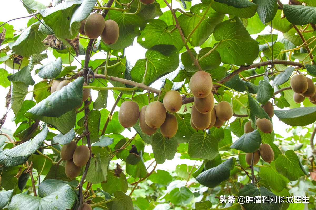 北京中医刘长城在哪里坐诊,北京疑难病研究院刘长城