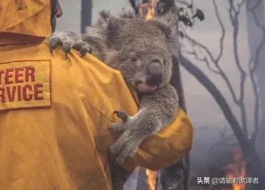 海底知识大全关于动物和植物,我们了解到了很多动物的知识
