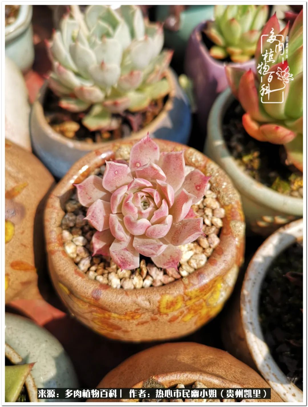 养多肉是件很幸福的事,养多肉养出好心情来