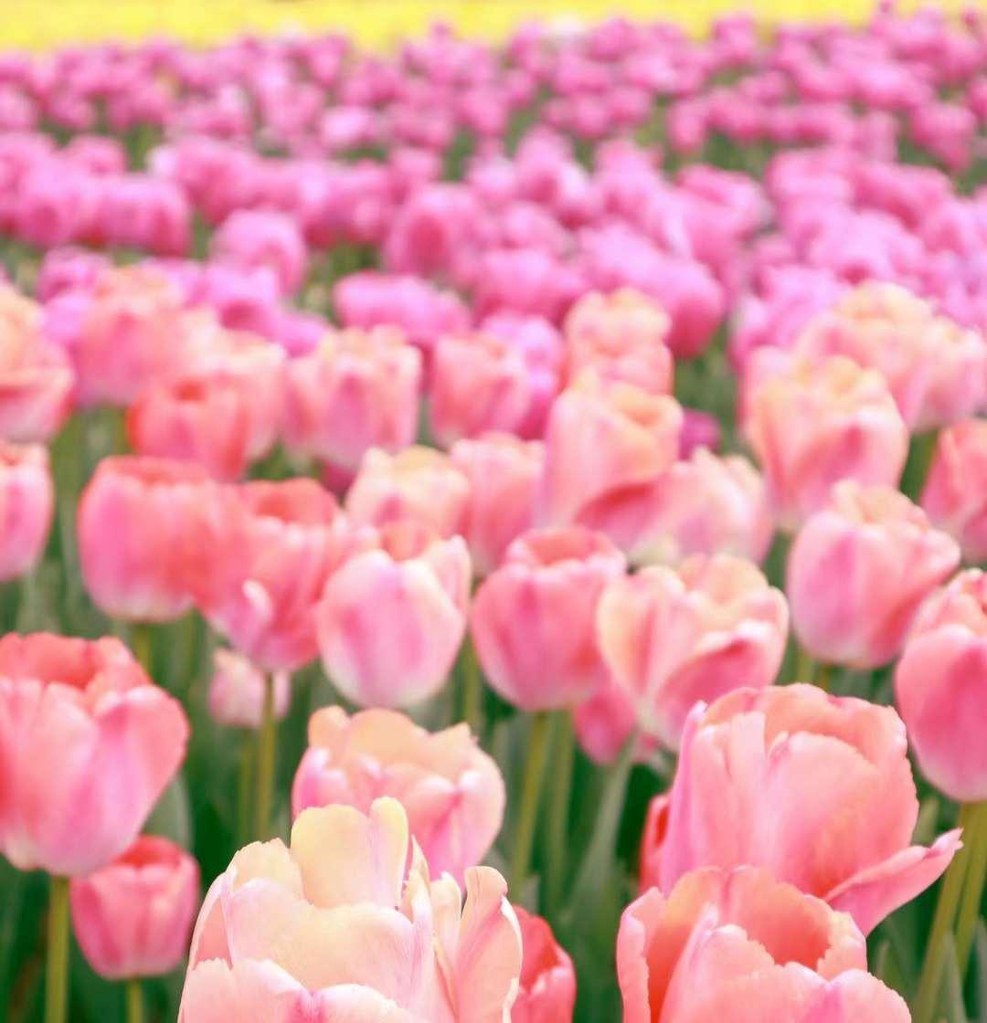 普阳绿城诚园发布会,武安普阳绿城诚园绿化现场