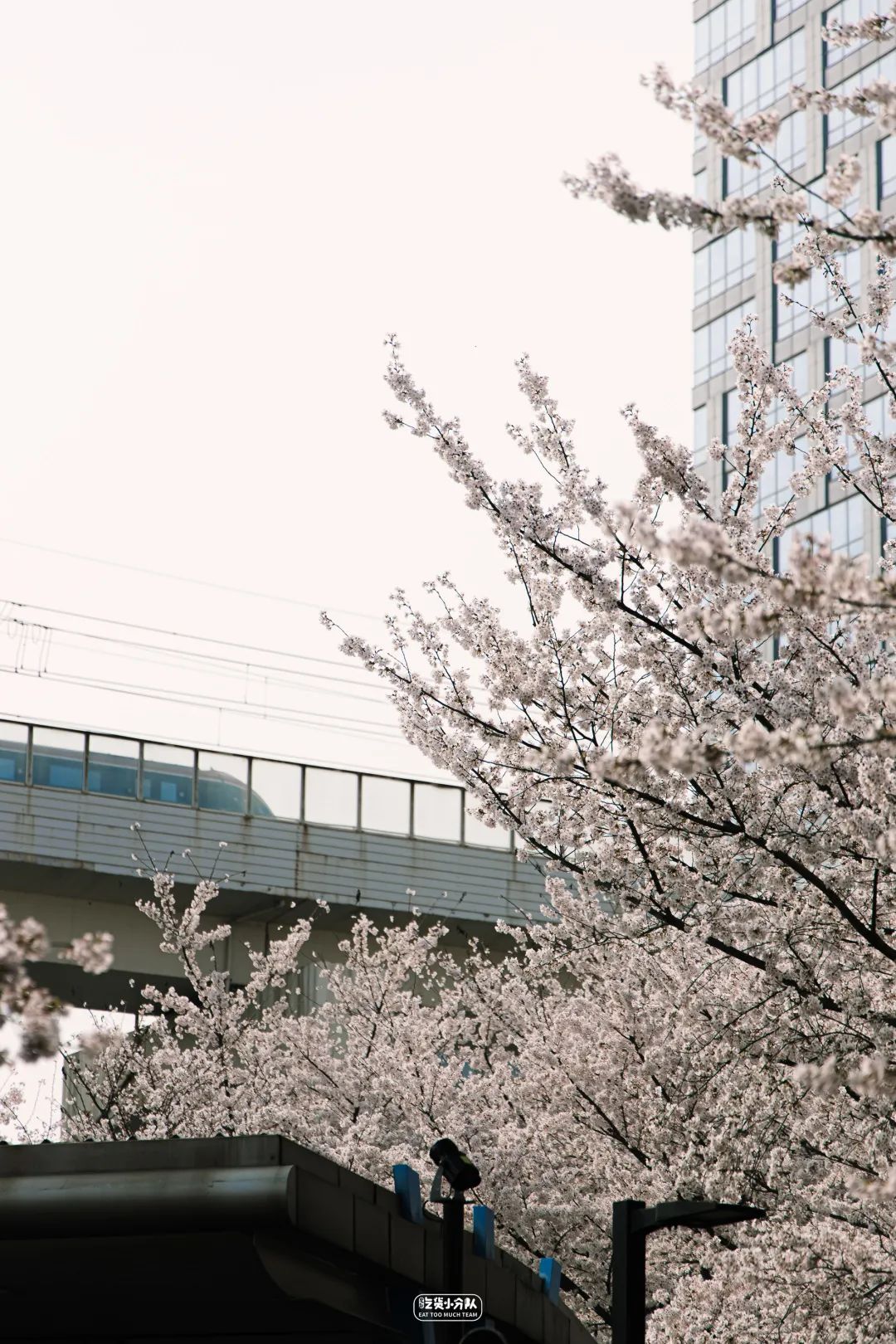 樱花最旺盛的时间,樱花最茂盛的时候是哪个季节