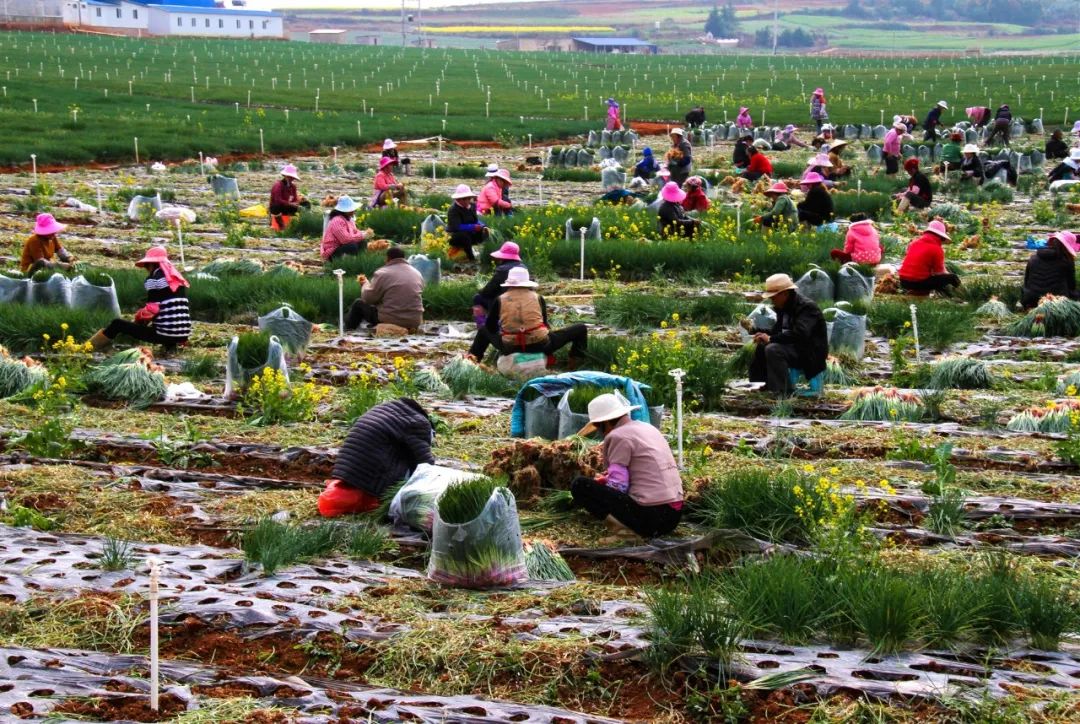 奋进新时代建功新征程走进老区,泸西红土地
