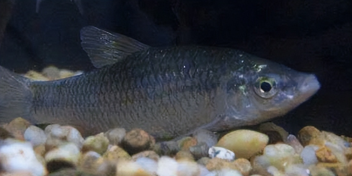 麦穗鱼养殖方法与养殖技巧,麦穗鱼如何规模化繁殖