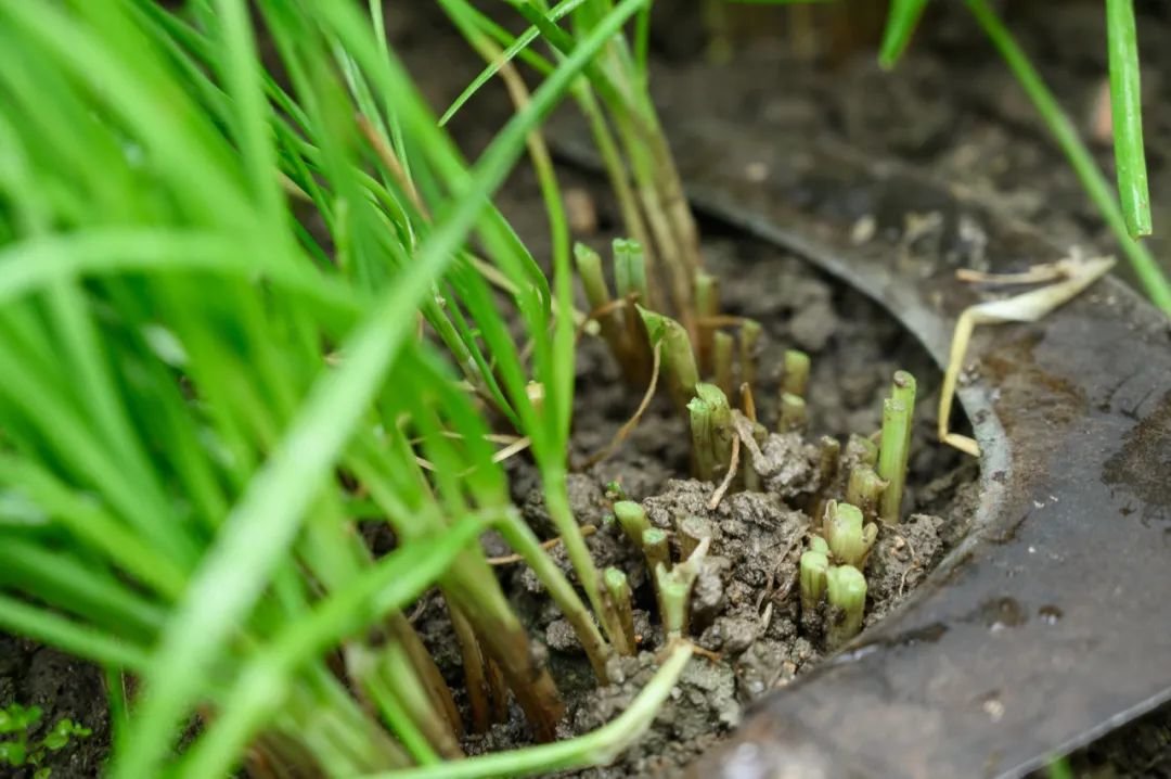 鐕曠獫鏉庢絿,鐕曠獫鏋滃喕鐦﹁韩閰电礌