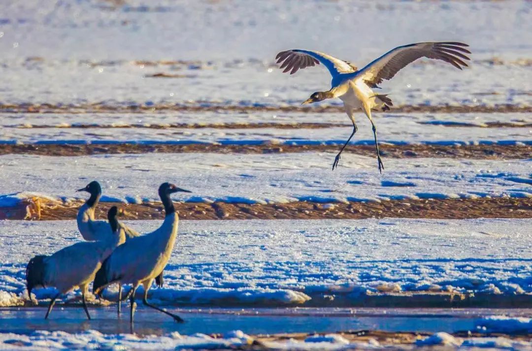 现在拉萨最火的地方,实话实说拉萨附近最值得玩的地方