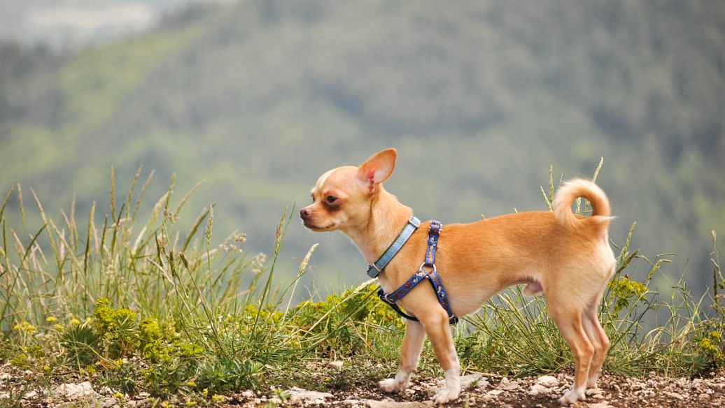 “同性恋”小狗被恐同主人遗弃，因祸得福，找到新的同性恋家庭