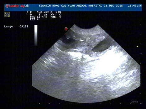 狗狗前列腺肿大保守治疗如何用药,狗狗前列腺肿大怎么治