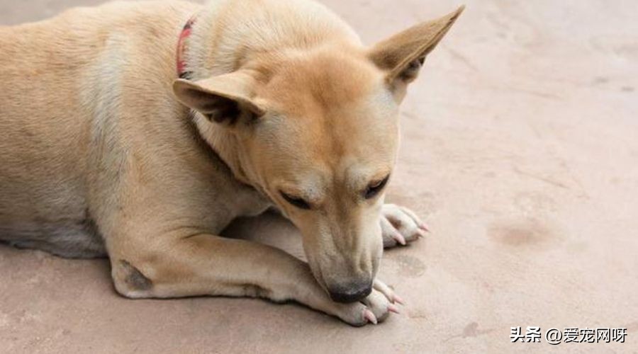 狗狗拉肚子怎么办是凉了吗,狗狗拉肚子精神差