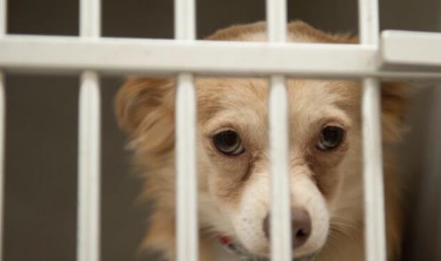 小狗耳朵上有癣怎么办,小狗耳朵上有蜱虫怎么办