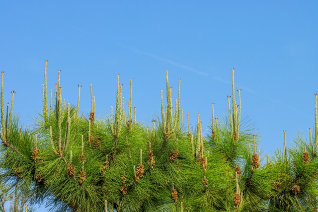 马尾松毛虫,马尾松树图片
