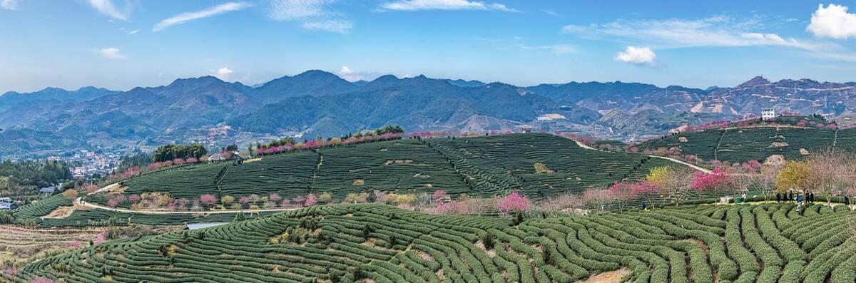台湾最美十大油菜花景点,台湾桃园旅游必去十大景点推荐