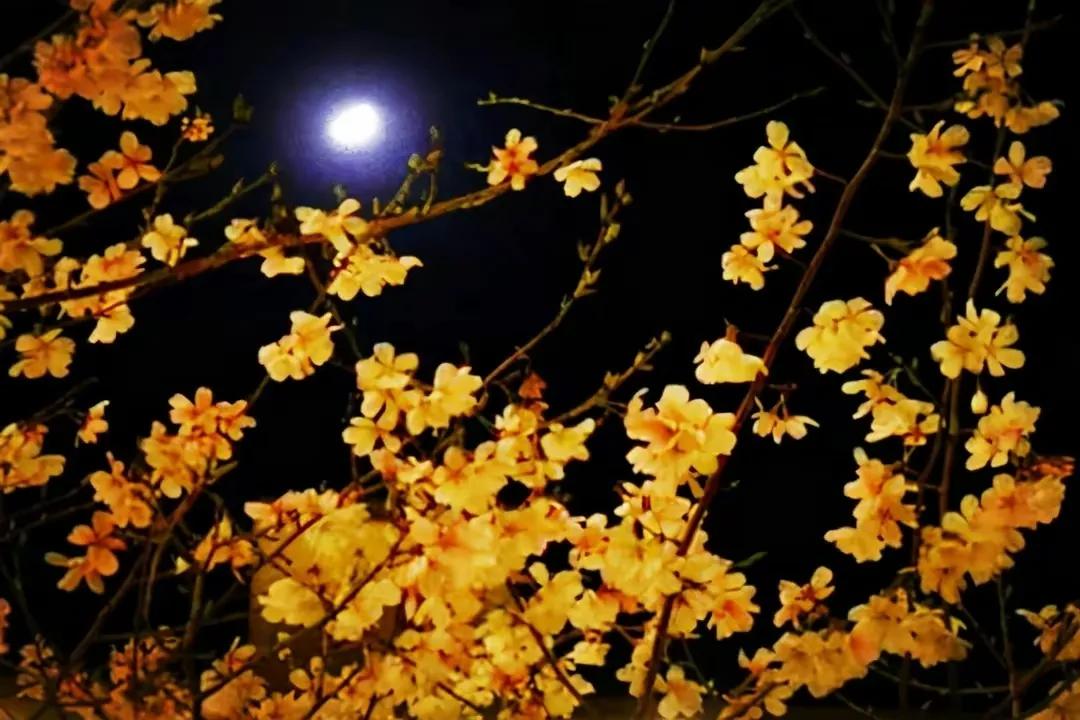 琅琊榜之人间日月长小说,琅琊榜人间日月长22