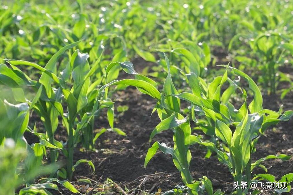 巴西超越美国向中国出售更多的玉米;谷歌正在向微软发起反击