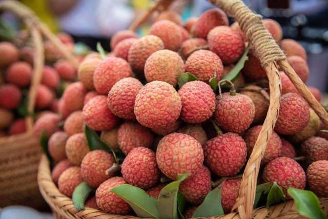 妃子笑荔枝破价预售,妃子笑荔枝一颗卖出天价