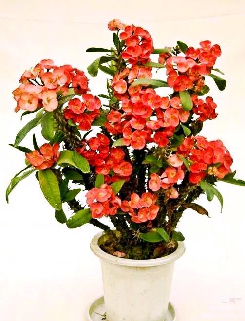 虎刺梅开花像海棠一样红,虎刺红梅花