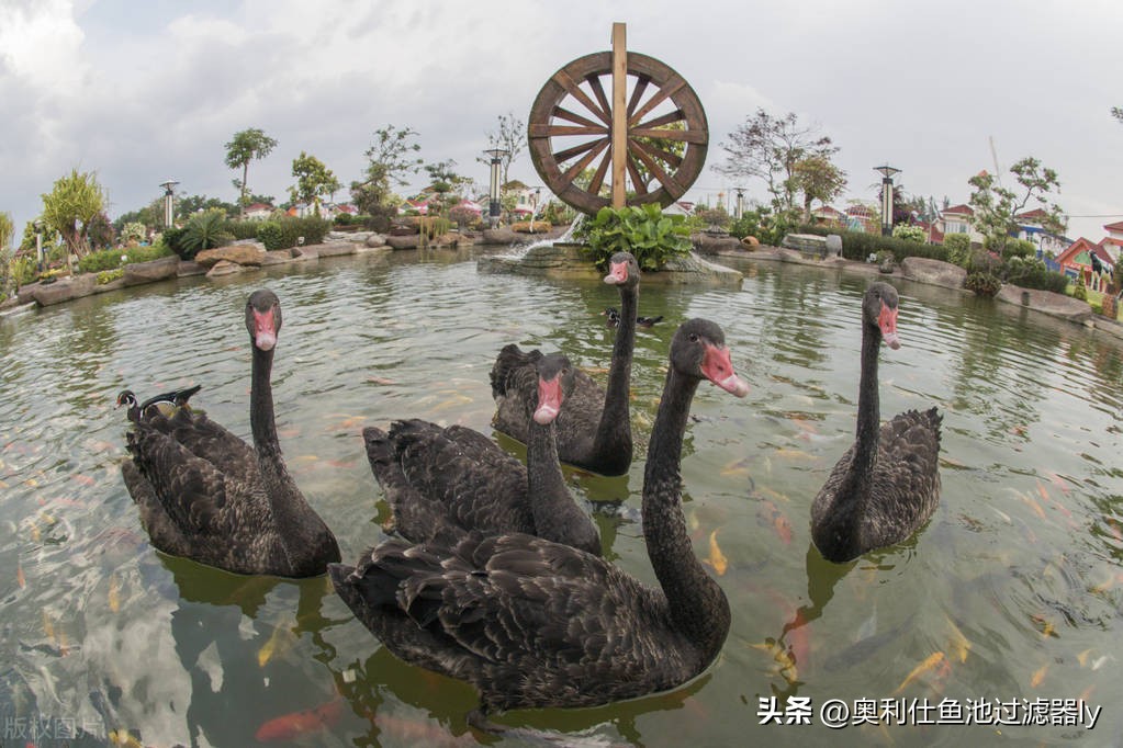 锦鲤鱼池该不该清除藻类,锦鲤鱼池绿藻多还用不用em菌