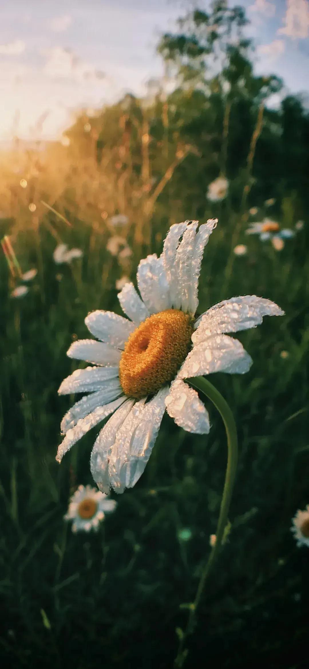 道德经二十一章的修身之道,道德经21章孔德之容解释