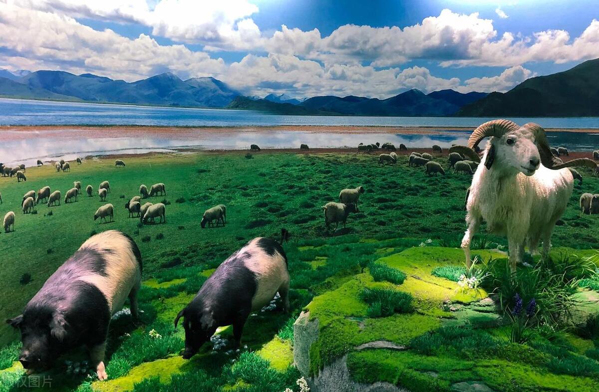 甘肃农大考研哪个专业好,甘肃大学研究生录取比例