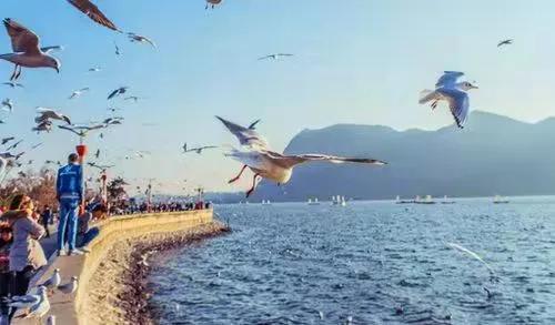 春节旅游最佳去处云南旅游攻略,春节云南旅游必去的景点推荐