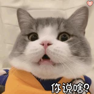 弃养率第二高的品种猫,弃养的猫比野生的猫多吗