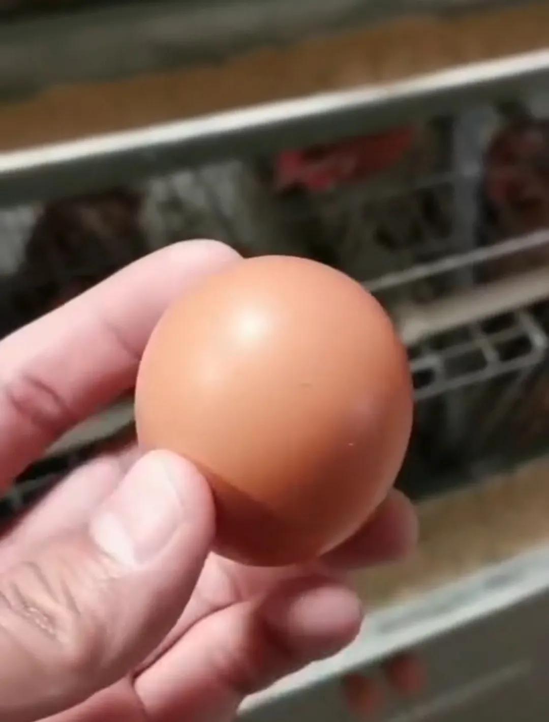 鸡蛋是怎么形成的儿童动画片,鸡蛋是怎么形成的