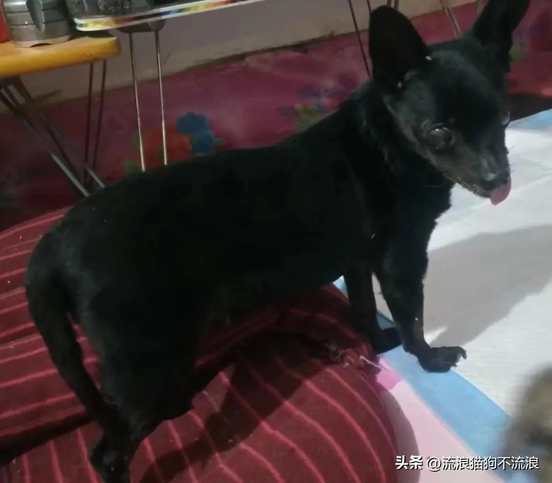 老狗疾病缠身口眼歪斜，最需要陪伴的时候，却遭主人无情抛弃