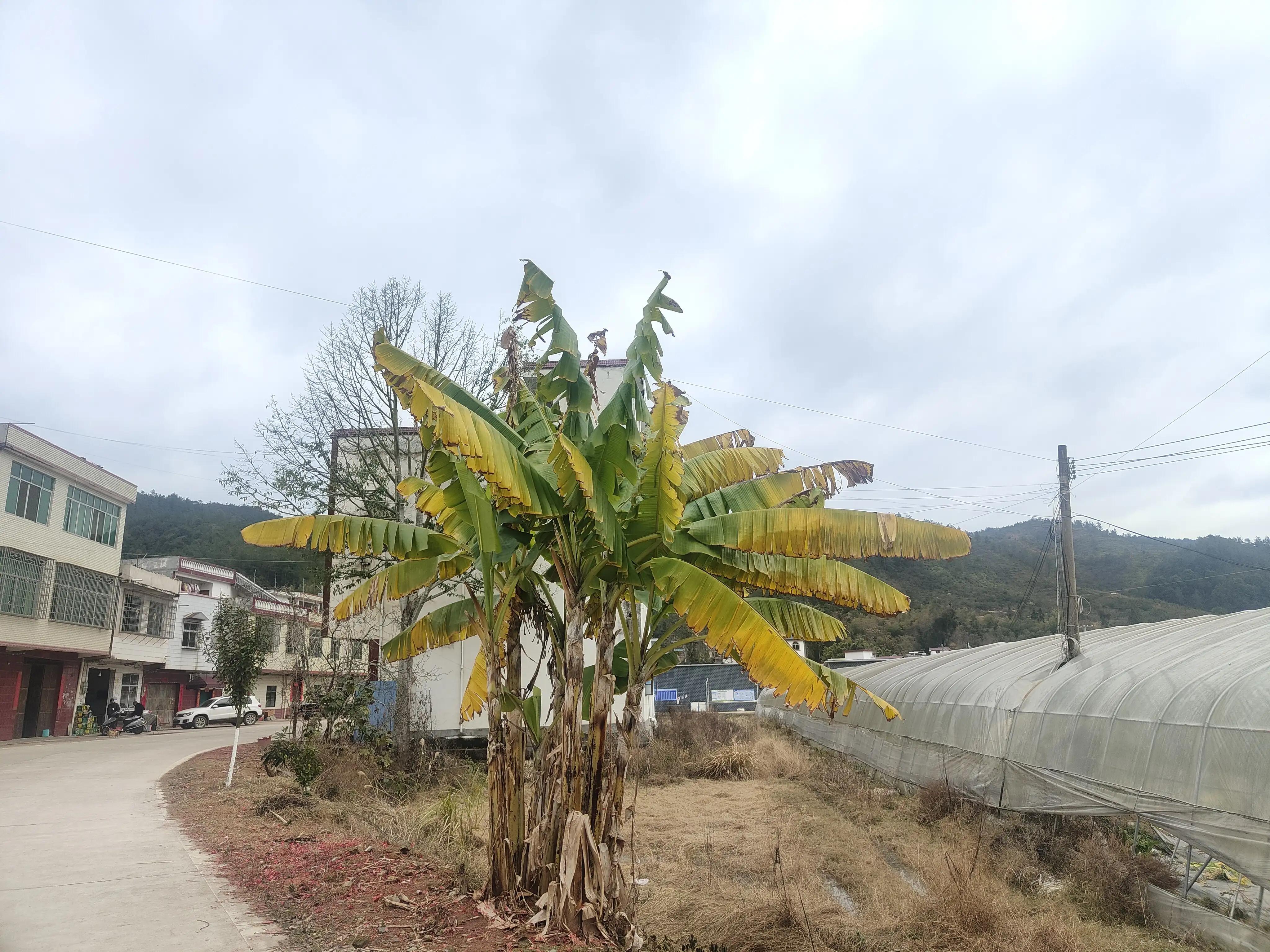 一棵芭蕉树有多重,一棵芭蕉树视频